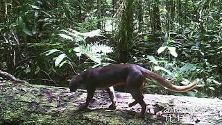 Rare bornean bay cat finally caught on camera