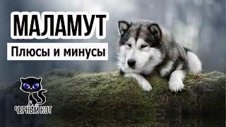  Маламут: достоинства и недостатки породы