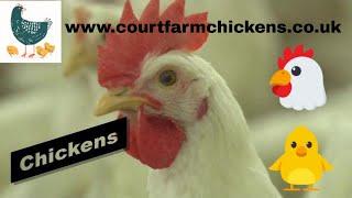 Court Farm Chickens Introduction Video
