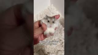 My Cute hamster is very happy... #viral #trending #shorts