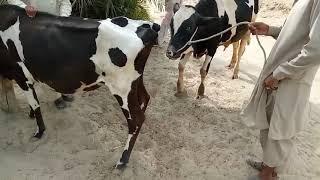 How to Get new Bull and Cow Meeting First Time  Done Natively  In Bull and Cow Meeting May