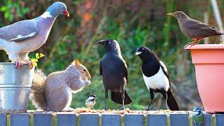 Relaxing Cat TV ️ Birds & Squirrels Discover Food Pile on Wall ️ Videos to Entertain Cats 4K HDR