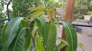 How to prune a mango tree and why