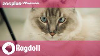 Ragdoll im Rasseporträt: Charakter, Aussehen & Ernährung (in 5min)| zooplus Magazin