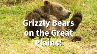 History Of Grizzly Bears On The Great Plains!