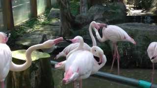 Зоопарк Чианг Май, Тайланд (Chiang Mai zoo, Thailand)