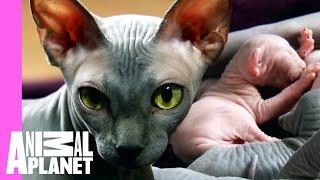 Bald & Beautiful: Sphynx Kittens | Too Cute!