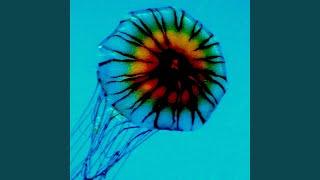 Cnidaria