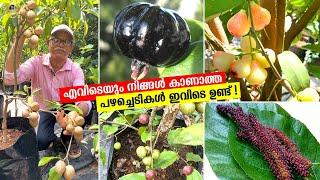 മറ്റെവിടെയും കാണാത്ത ഒരു പാട് വ്യസ്ത്യസ്തങ്ങളായ പഴച്ചെടികൾ ഇവിടെ ഉണ്ട് ! 50+ Varieties Fruit Plants!