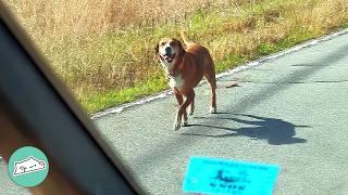 Woman Finds Scared Dog On The Road. Now She's Her Everything | Cuddle Buddies