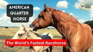 American Quarter Horse _ The World's Fastest Racehorse (Whir Latandrank)