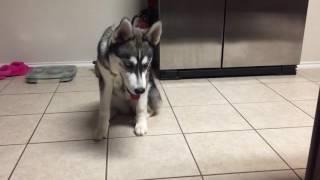 Teaching husky puppy to wait for food