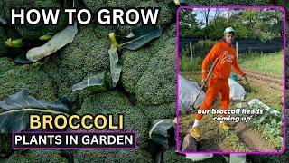 How to Grow Broccoli - Broccoli Plants in Garden - Free Haven Farms