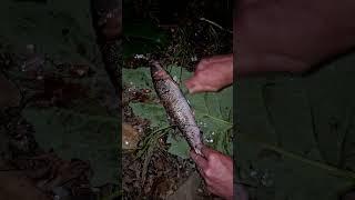 Sucker Fishing - Catch and Cook 