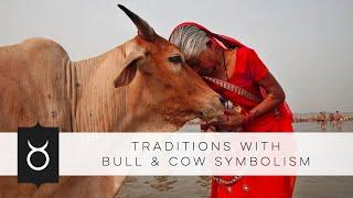 Traditions with Bull & Cow Symbolism