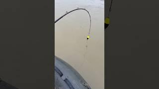 Das Wasser explodiert Heftiger Wels Kampf‼️ANGLER TAGEBUCH 104 #raubfischangeln #fishing #shorts