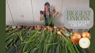  Harvesting and Curing Onions 