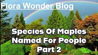 Species Of Maples Named For People (Part 2) | Flora Wonder Blog