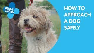 How To Approach A Dog | Blue Cross