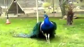 Indian Peacock Dance: Spreading Beautiful Feathers at Farm
