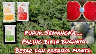 Cara Tepat Pemupukan Tanaman Semangka