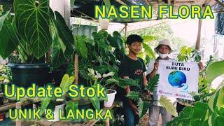 UPDATE STOCK AMAZING! RARE ANTHURIUM ,PHILODENDRON DLL HARGA TERJANGKAU Anakan - Jumbo DI BANG DEDE