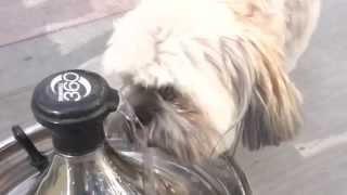 Drinkwell 360 Fountain by PetSafe