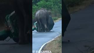 The three-wheeler overturned near the wild elephant and people fell to the ground#shortvideo#shorts