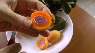 The Maprang (Marian Plum) | Bouea Macrophylla | HD Video