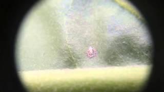 Bemisia tabaci [Silverleaf Whitefly] Female Laying Eggs