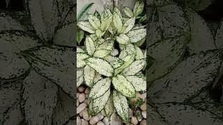 Aglaonema PLANT Snow White #yooragardentips #aglaonemaplant