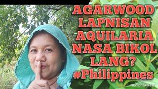 AGARWOOD /LAPNISAN/AQUILARIA NANDITO LANG SA BIKOL