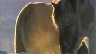 Wild Russia: Siberia Wild Horses