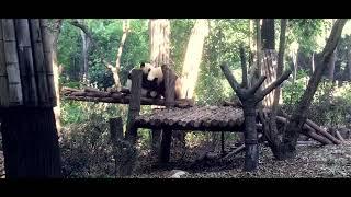 Giant Panda Breeding Research Base | Chengdu | China | It's A Pandaful Life | Travel Diary