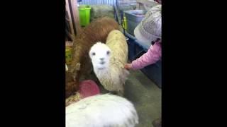 Raise Alpacas with Love: Desensitizing Crias for SubQ Shots