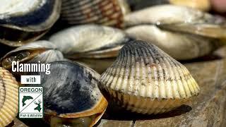 Cockles: Clamming with ODFW