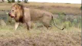 male lions fight - 02