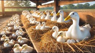 Effective Duck Farming - From Feeding To Egg Harvesting - Poultry Farming