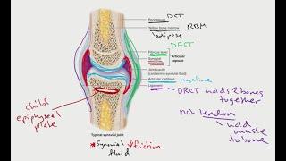 Anatomy joints