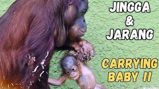 Unusual Way !! Baby Orangutan Gets Carried By Mom