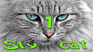 ONE SLY CAT 2021 !!!! funny cats 2021 - смешные коты 2021