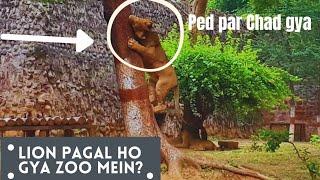 iss lion ko kya ho gya??? | gwalior zoo |mr. neat vlogs