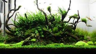 90cm Aquascape Day 80 Update : Aqueous Reflection