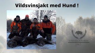 Vildsvinsjakt med hund #jakt #vildsvinsjakt #jaktmedhund