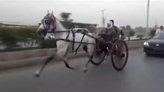 SYED DA MALANG HORSE RACE PESHAWER PAKISTAN