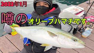 [海上釣り堀] 2022年1月　初釣行は海上釣堀フィッシングレインボーで青物(オリーブハマチ)を狙います。