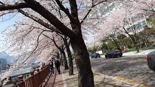 sherry blossom in Seoul south Korea