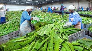How They Process Millions of Fresh Aloe Vera Leaves in South Africa