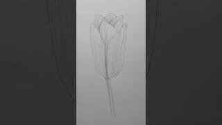 Draw a tulip  Easy drawing lesson for beginners on how to draw a tulip. #drawinglesson #howtodraw