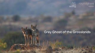 A Reign at Risk: The Indian Grey Wolf and the Grasslands of Saswad